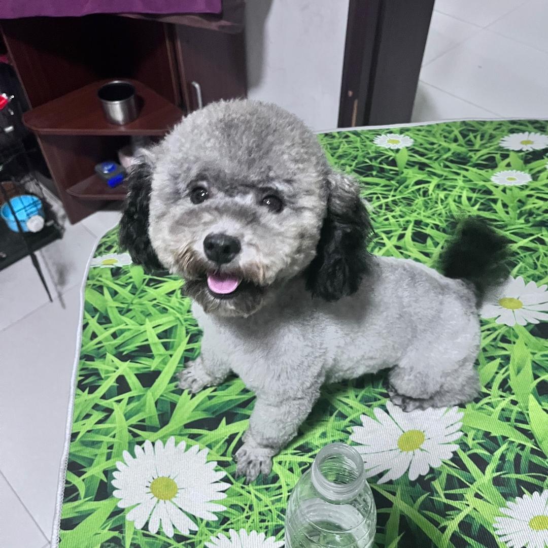 精品泰迪🐻繁殖