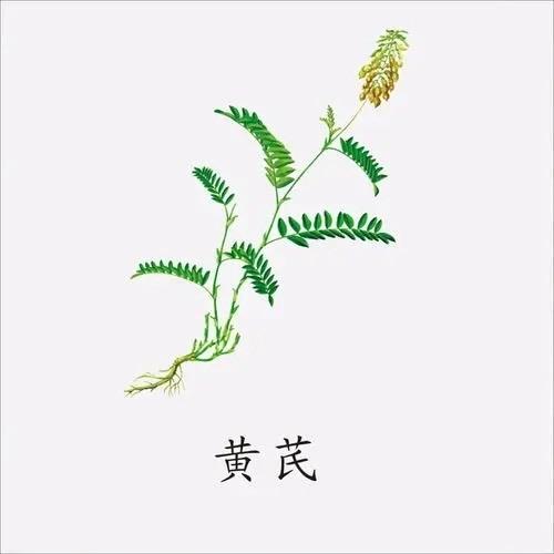 浑源恒璞正北芪