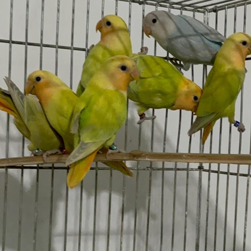 北三环超哥手养