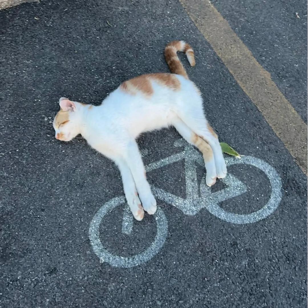 养猪人的爱情
