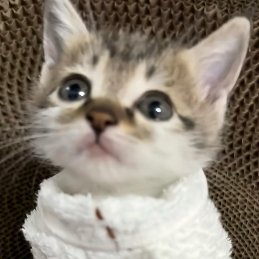 小小手慢无