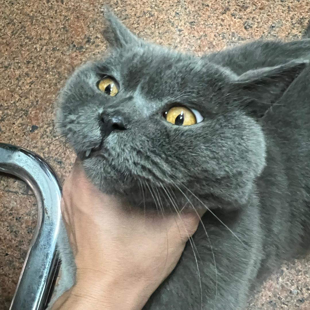 嵩阳