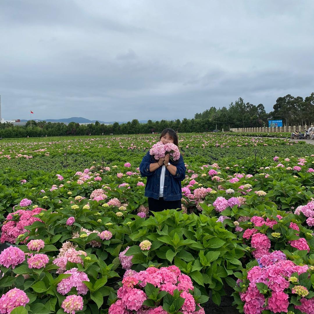 艺朵小花花卉