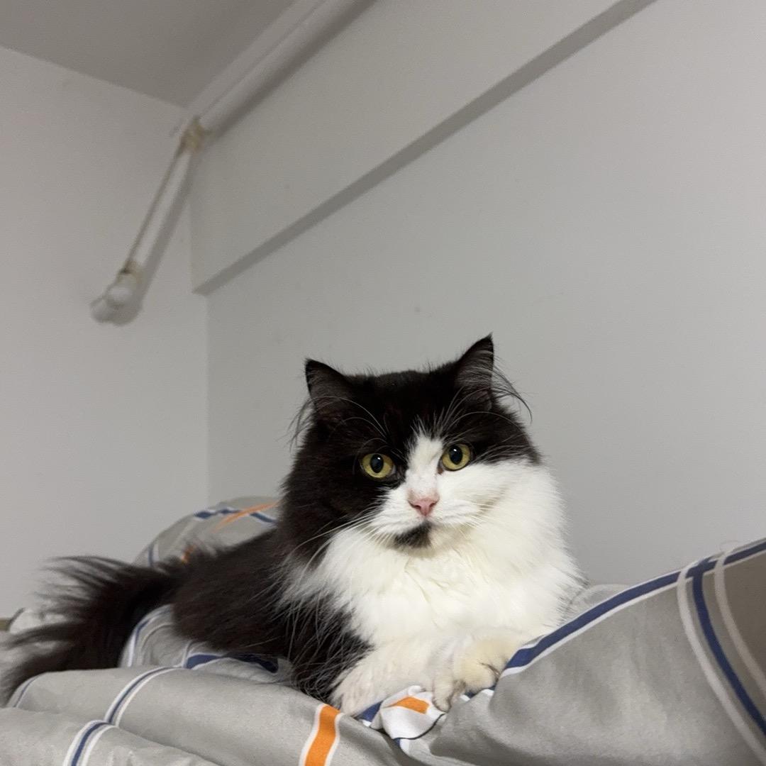 创寓恶霸🦹‍♀️