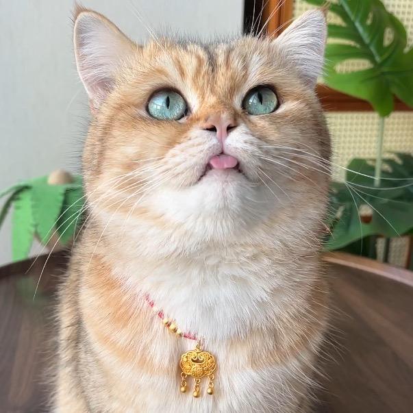 金飞是只猫