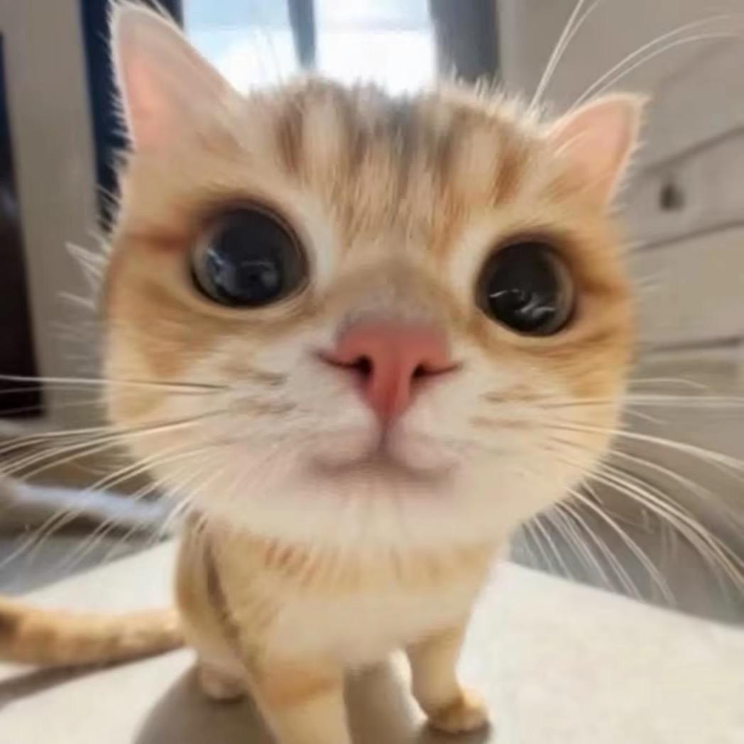 饿不着的小猫.