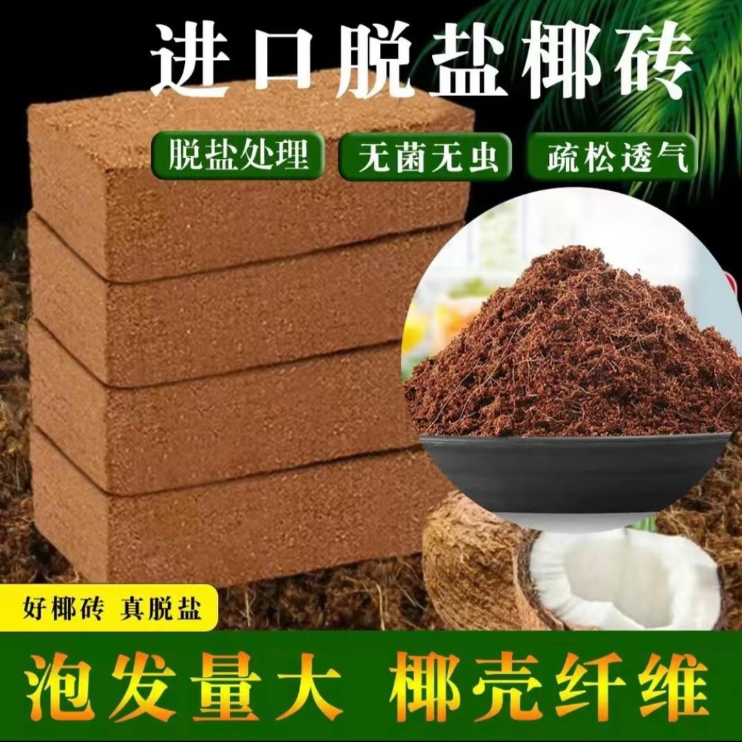 文竹