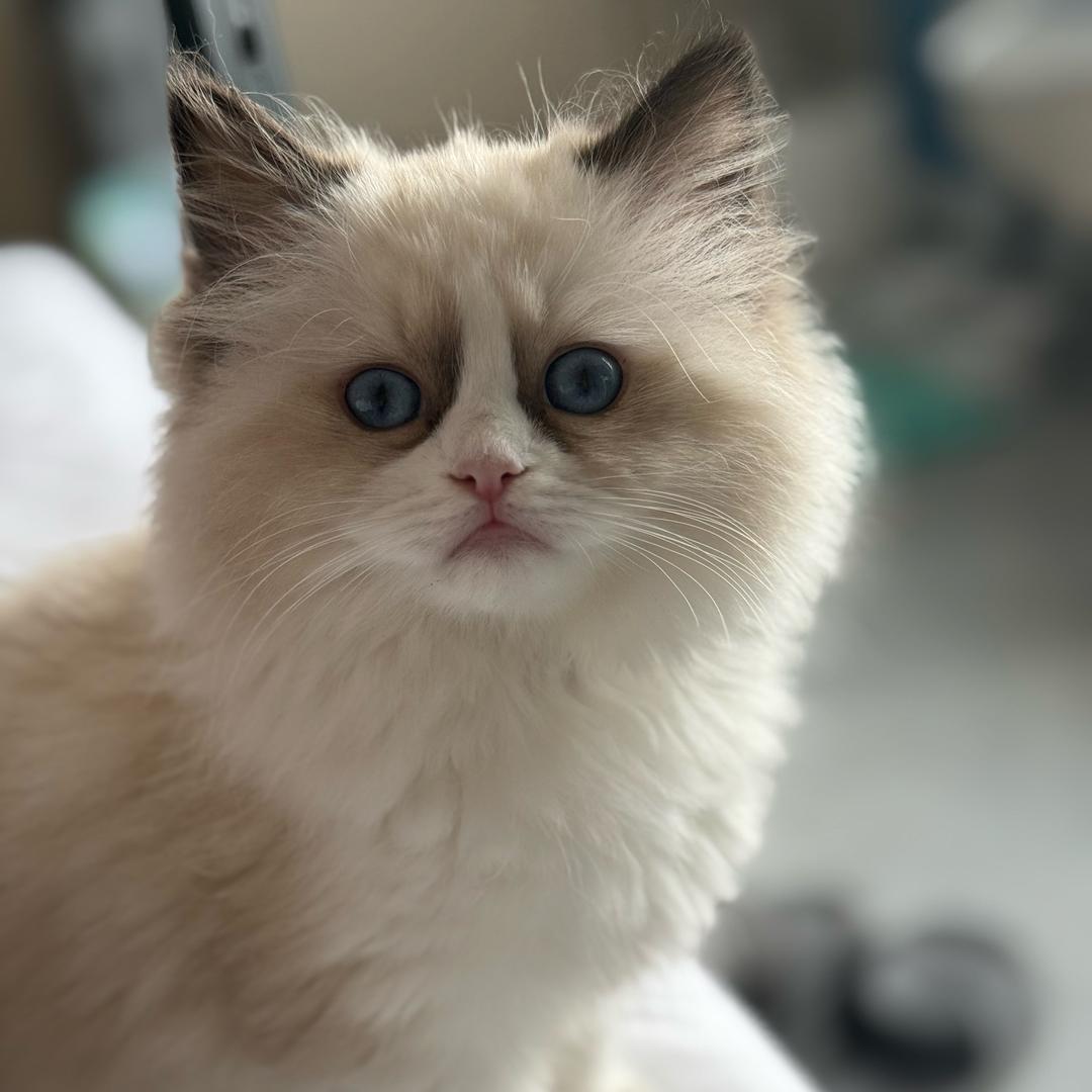 ꦿ来꧔ꦿ财是只🐱
