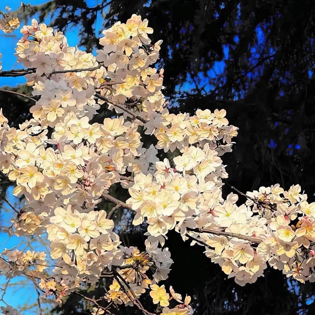 白马学长