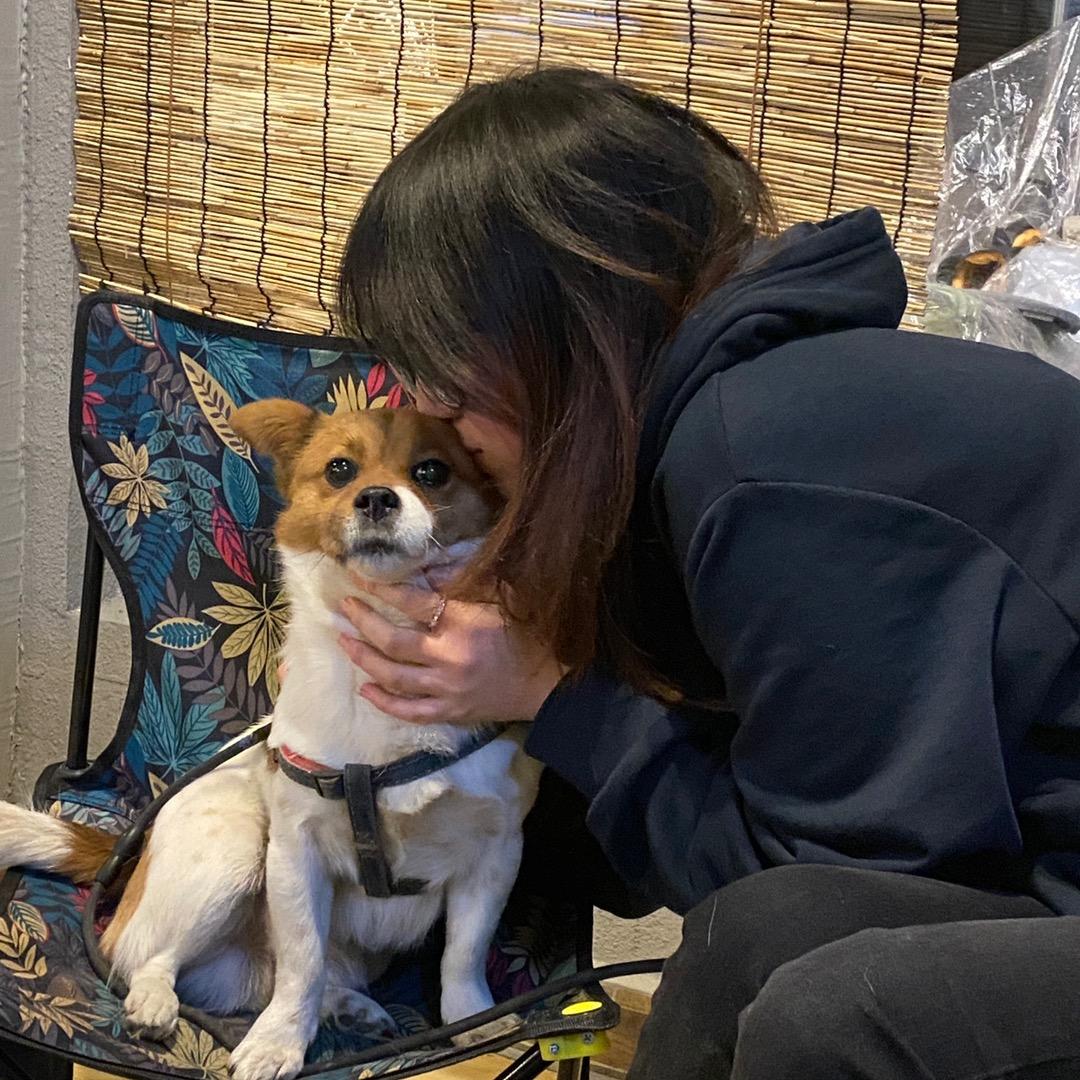 看见我的小狗了吗