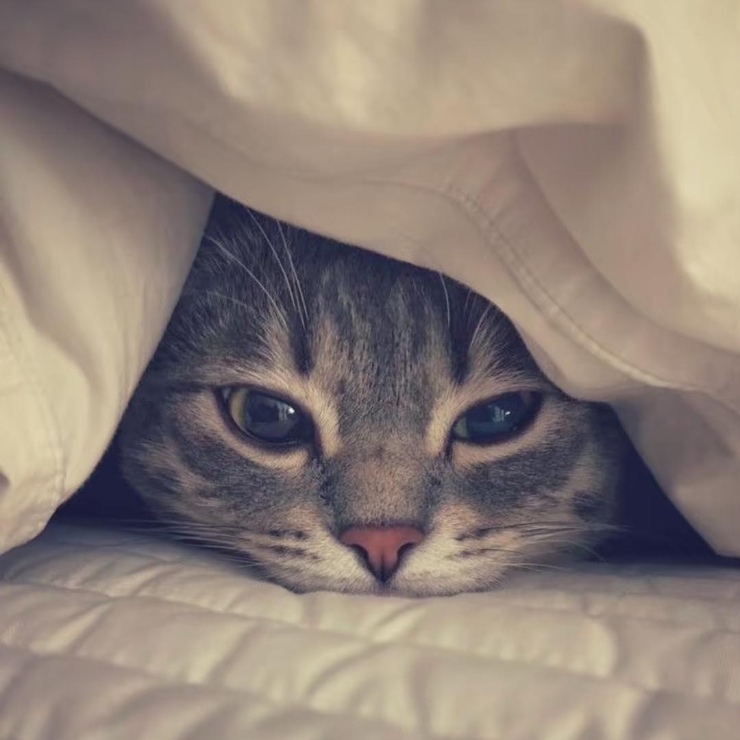 一只小油条^