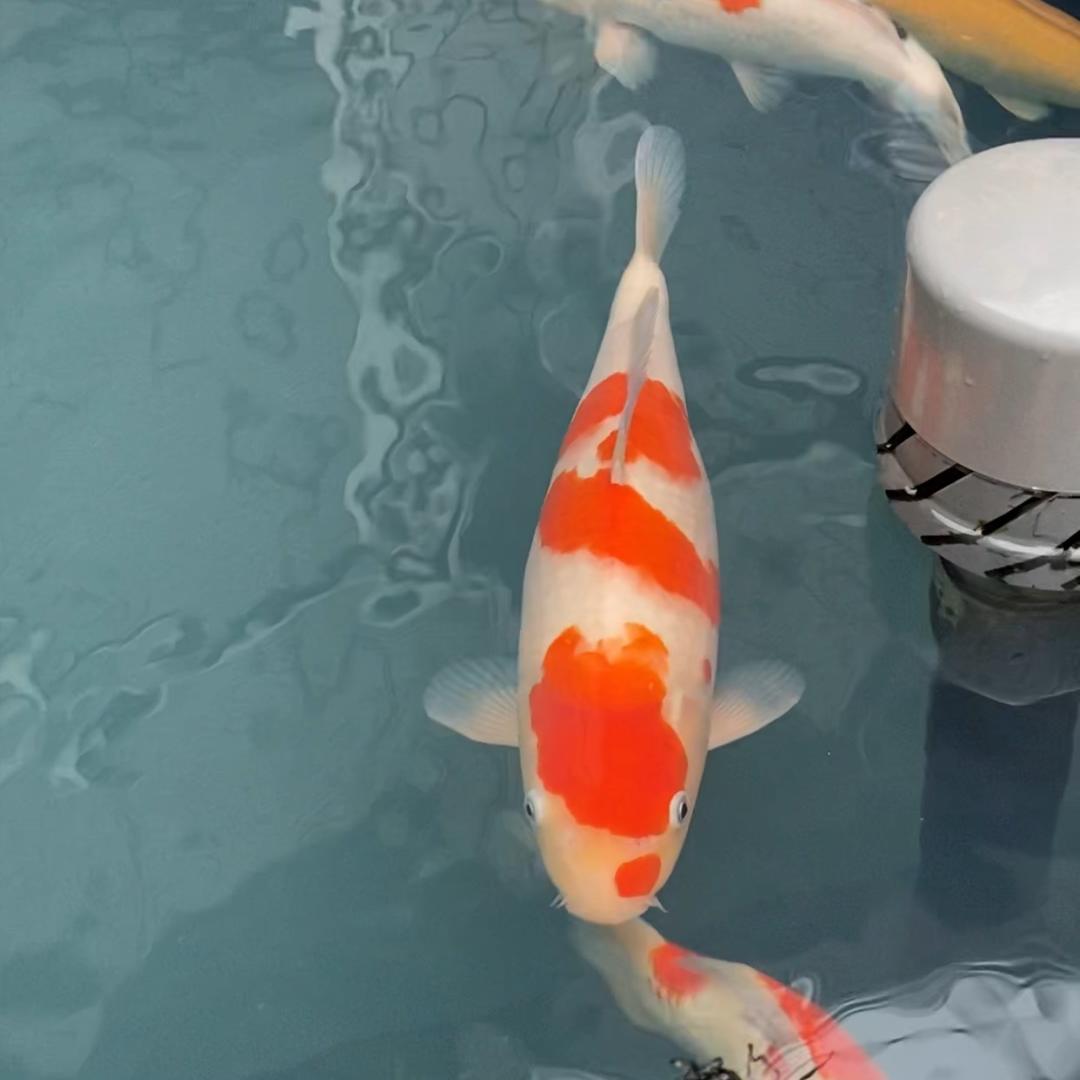 DIY飞扬玩过滤