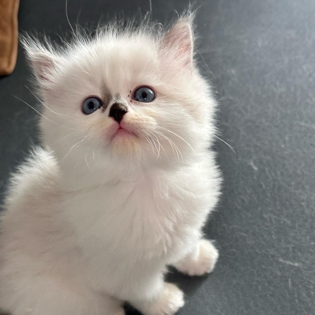 熊豆豆