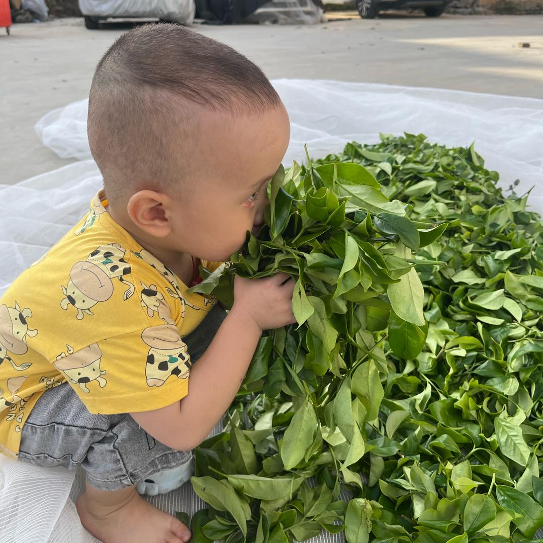 文潼茶业（s)