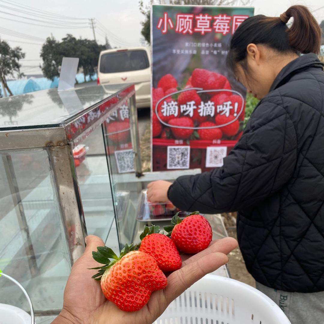 镇江新区    小顾西瓜草莓采摘园