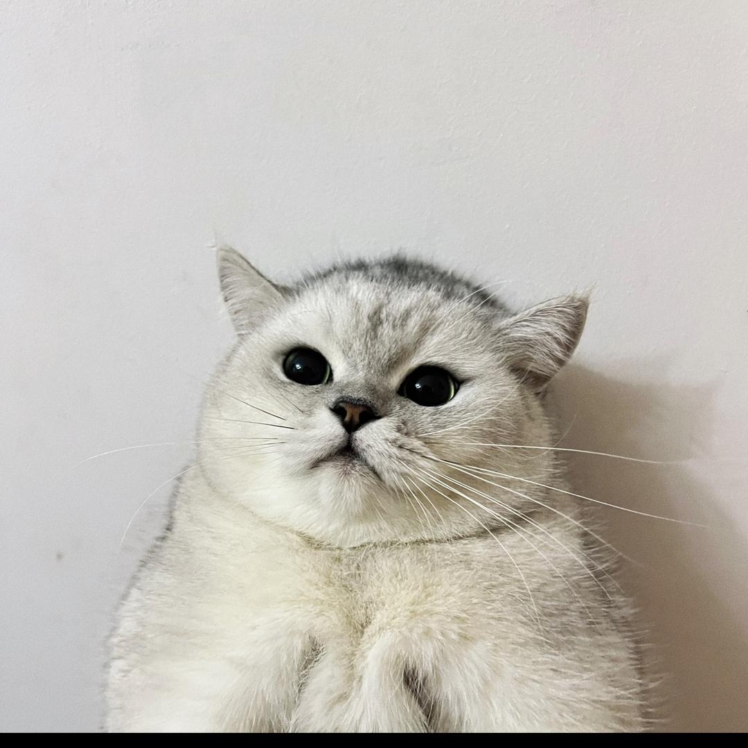 蛋饺是个小夹子