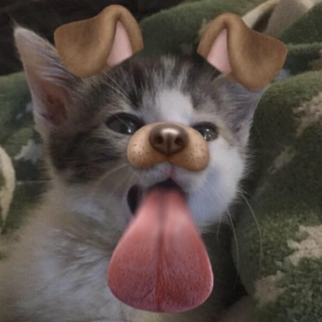 元气小猫