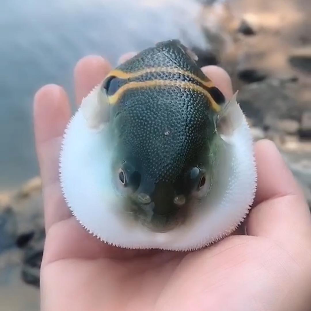 西海岸没有海🪫