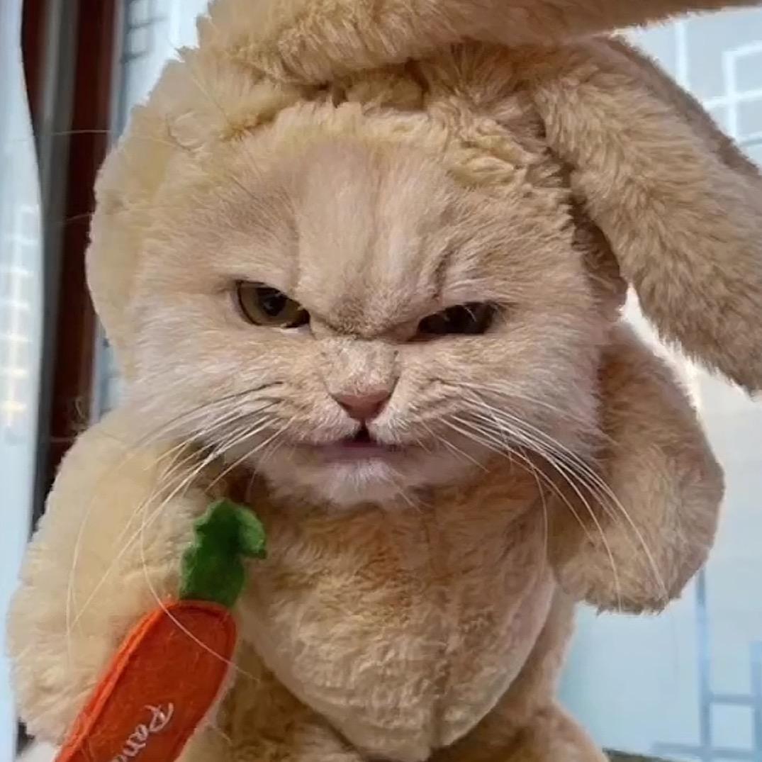 🐱痞老猫