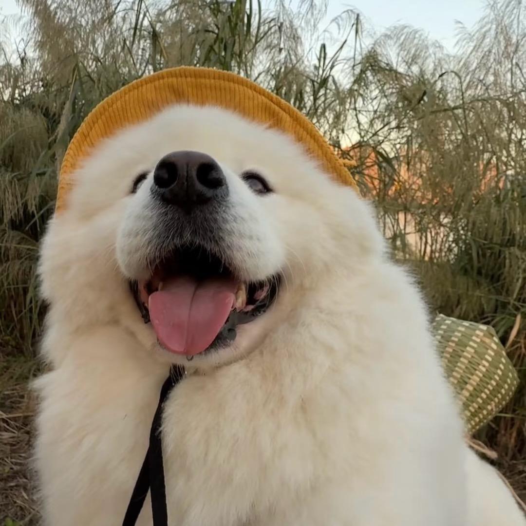 小羊咕噜🐾