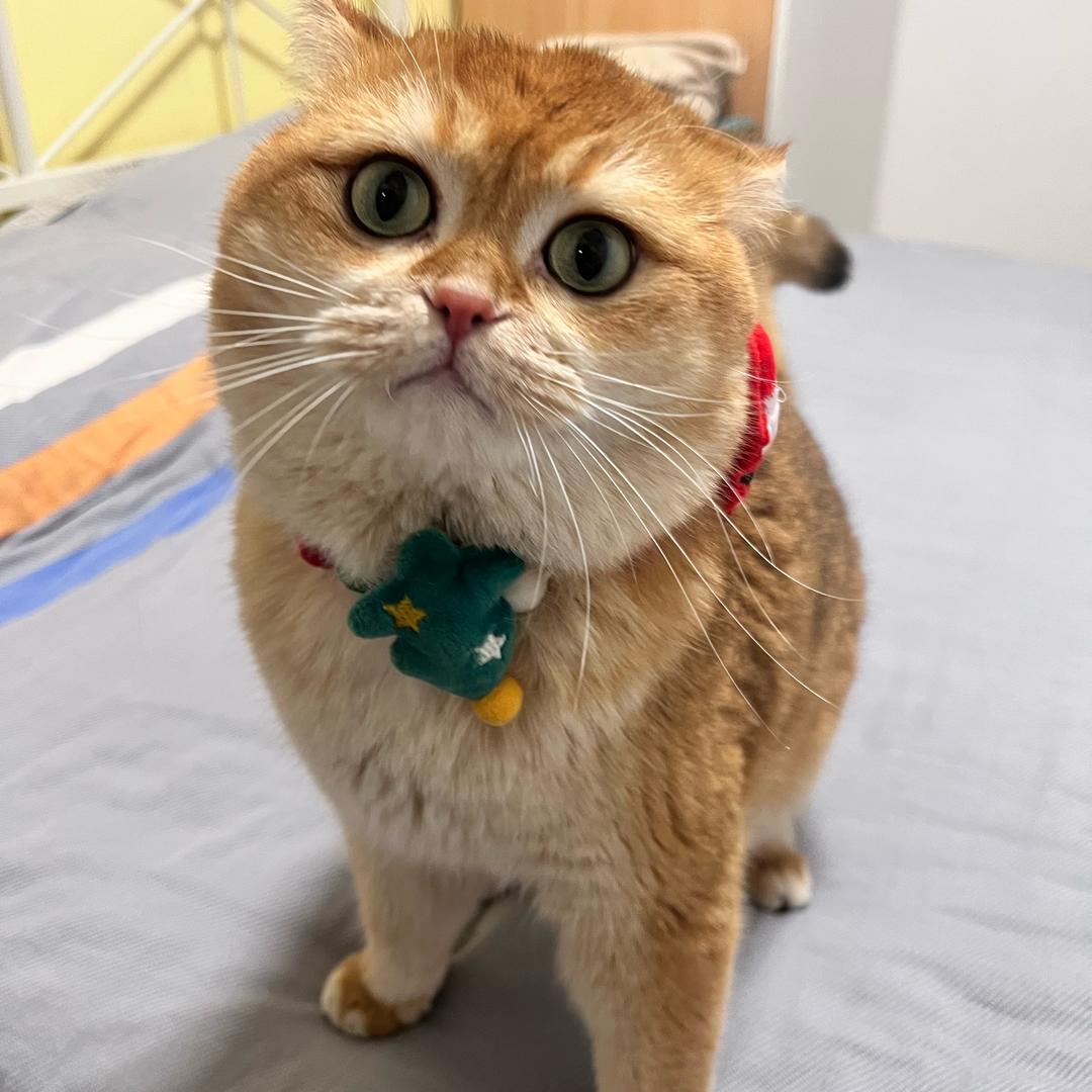 卡卡
