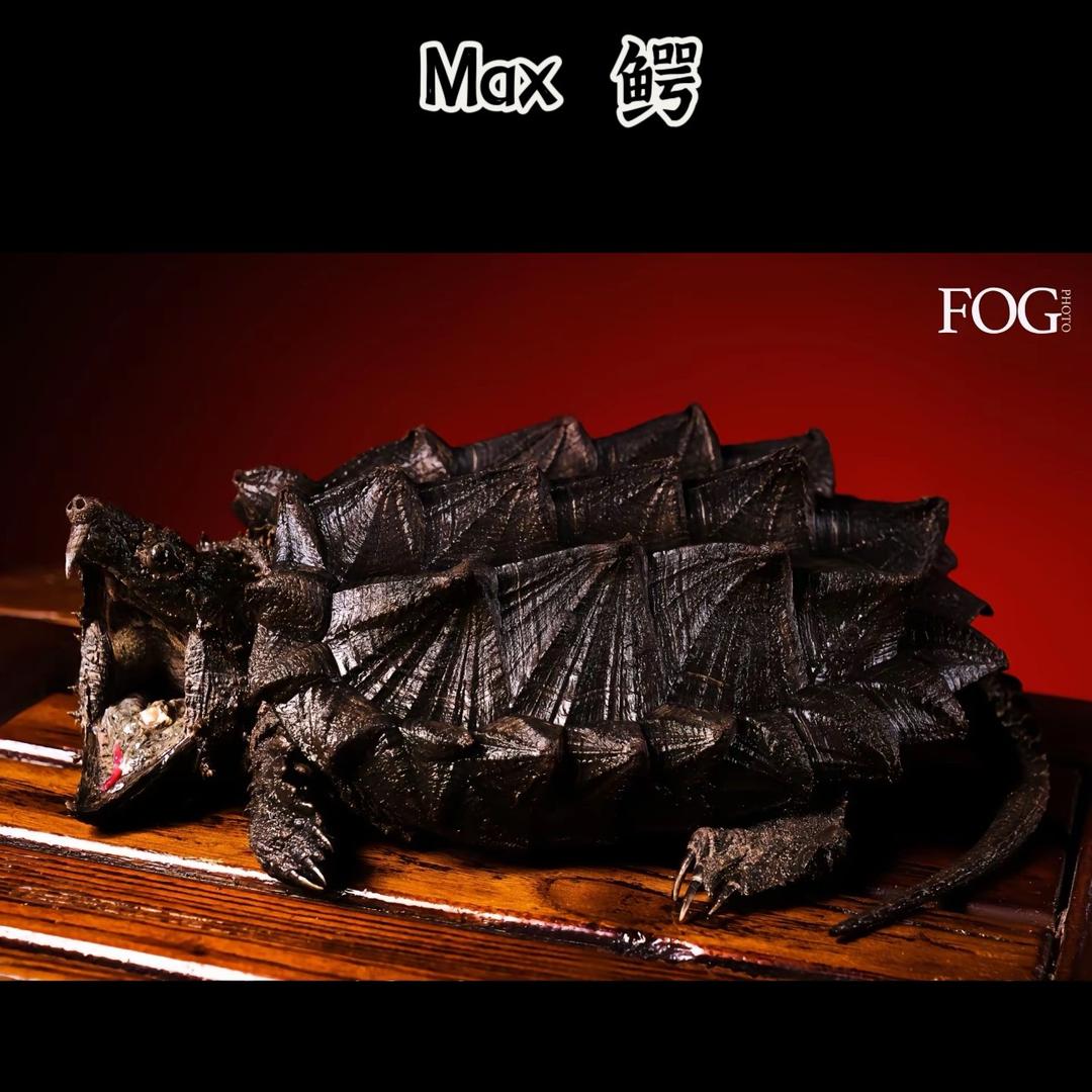 名世龟宠-Max老陈🐢