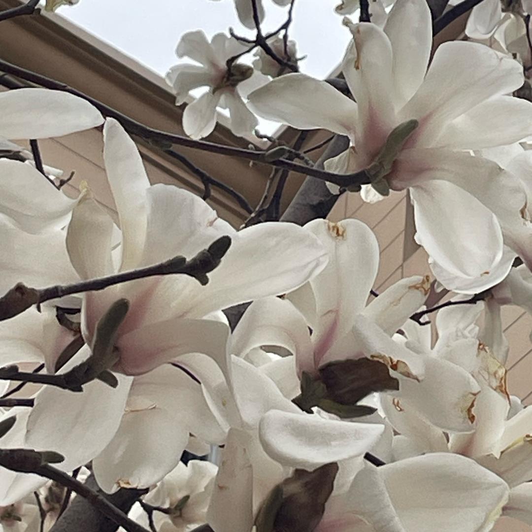 灵芝