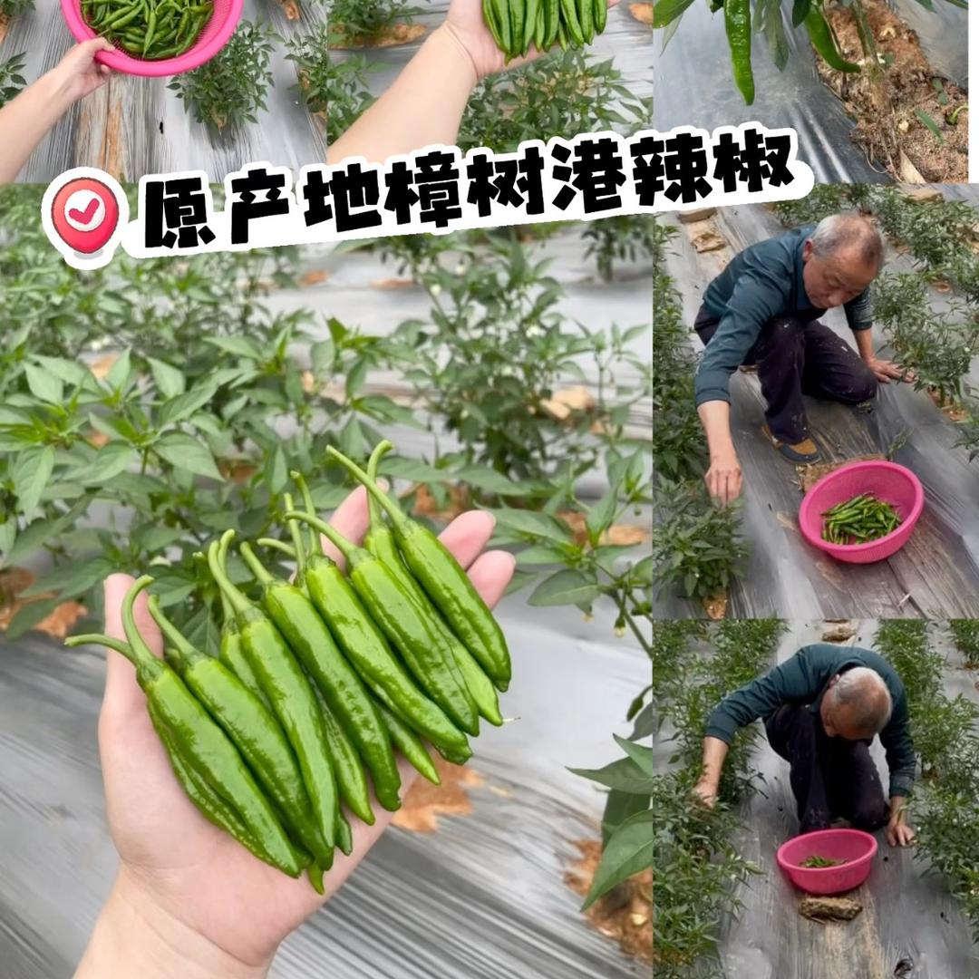 樟树港媳妇的辣椒店