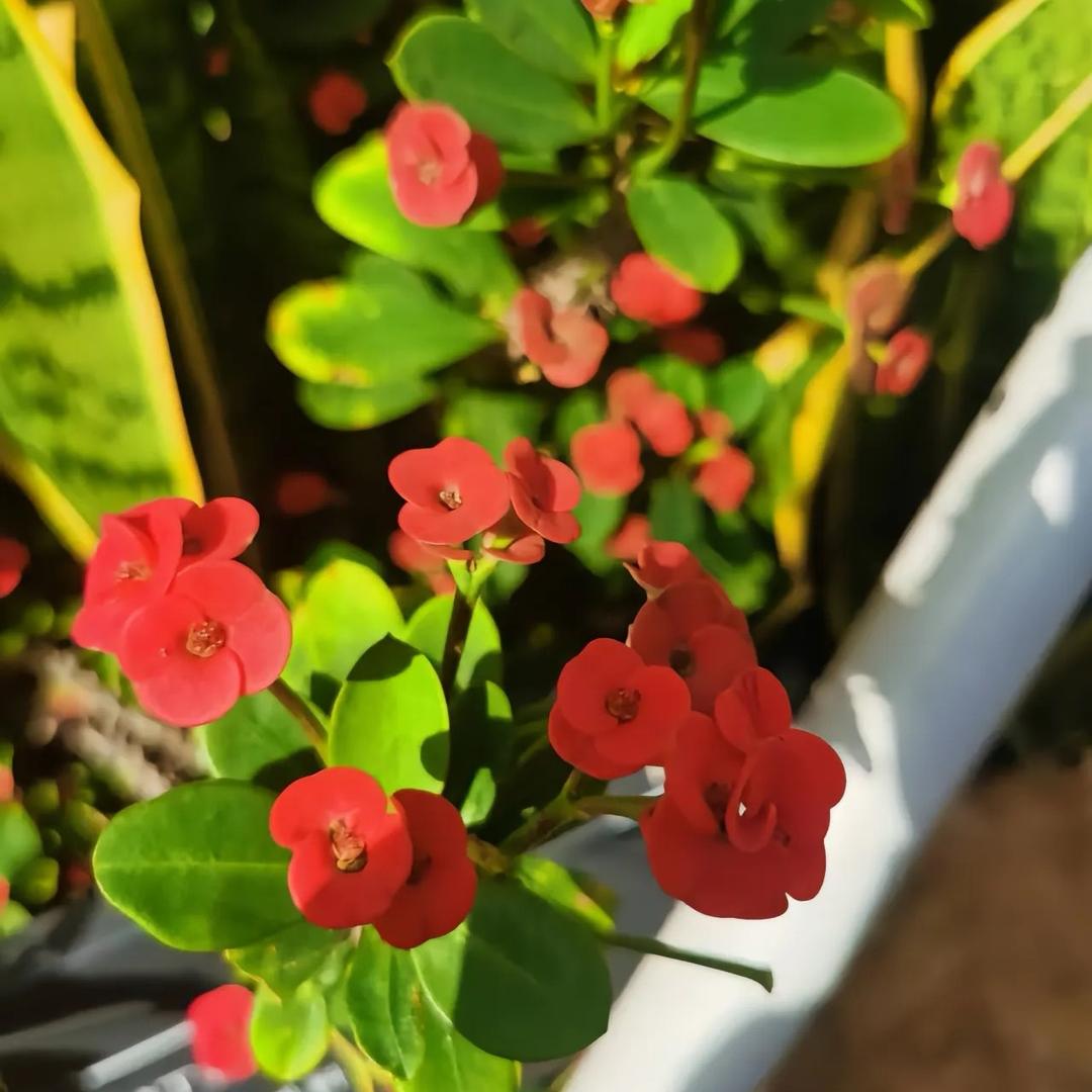 花开富贵（不要连赞）