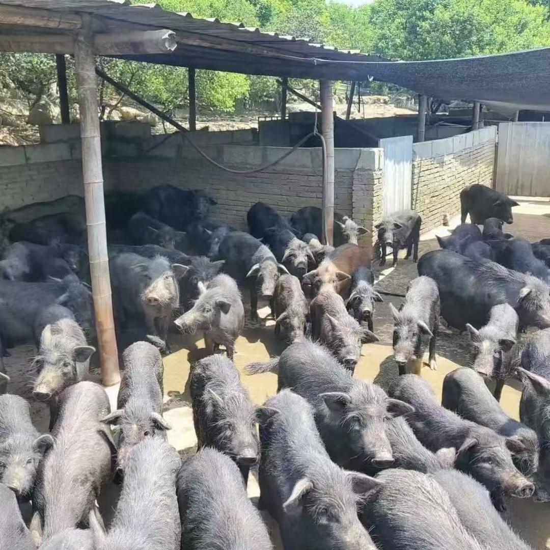 跑山猪蕨麻藏香猪龙壹生鲜店