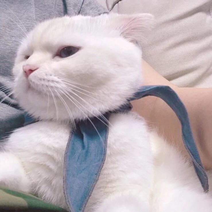 歪歪