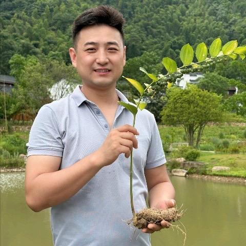 九华山黄精小王子