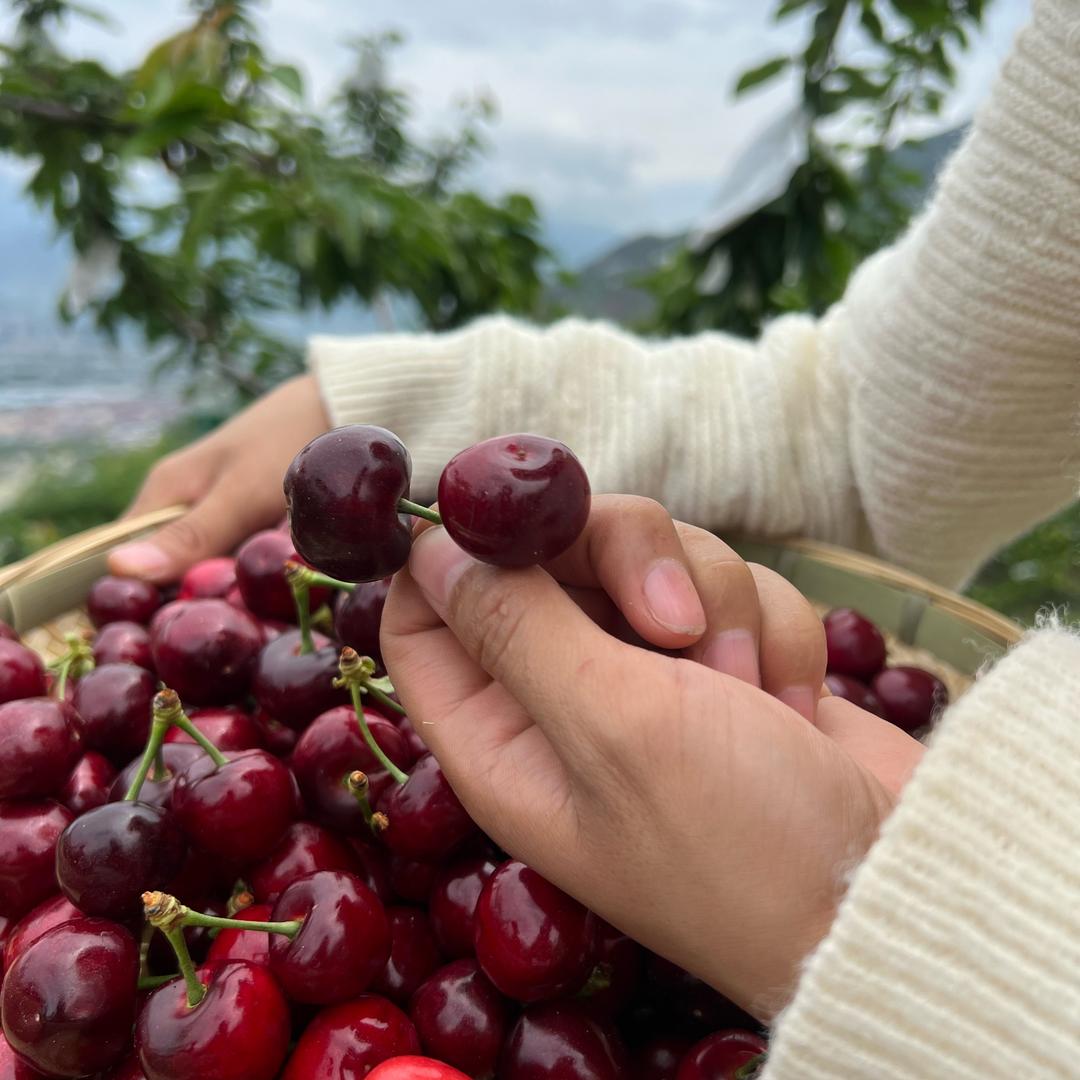 籌體鹱鼬脅脅鑠鑠