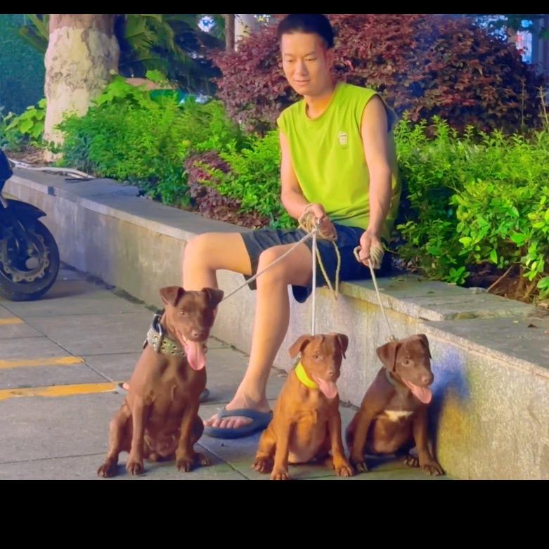 火梗犬养殖基地阿龙