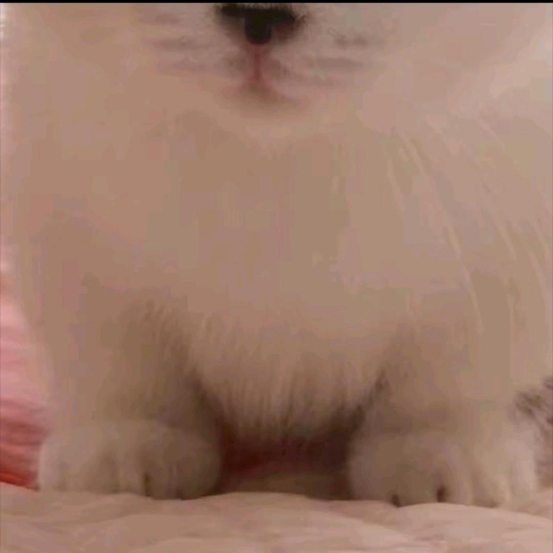 掌中萌虎