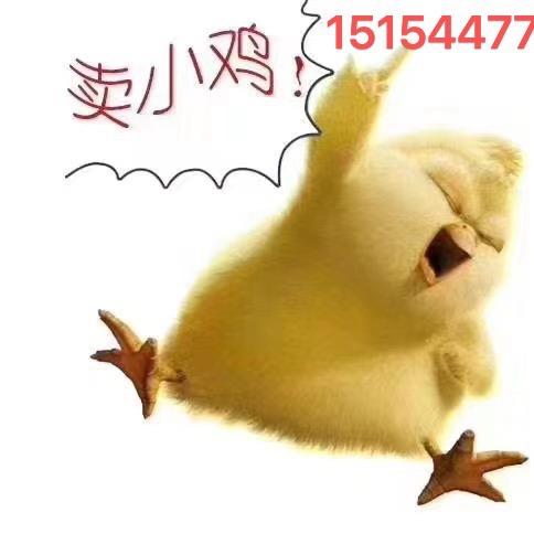 鸡苗销售，民和鸡苗，杨光廷