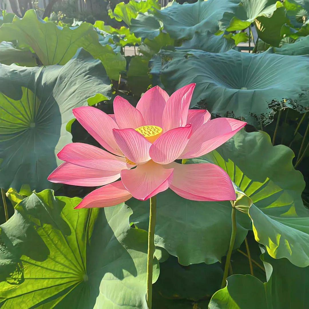 小满