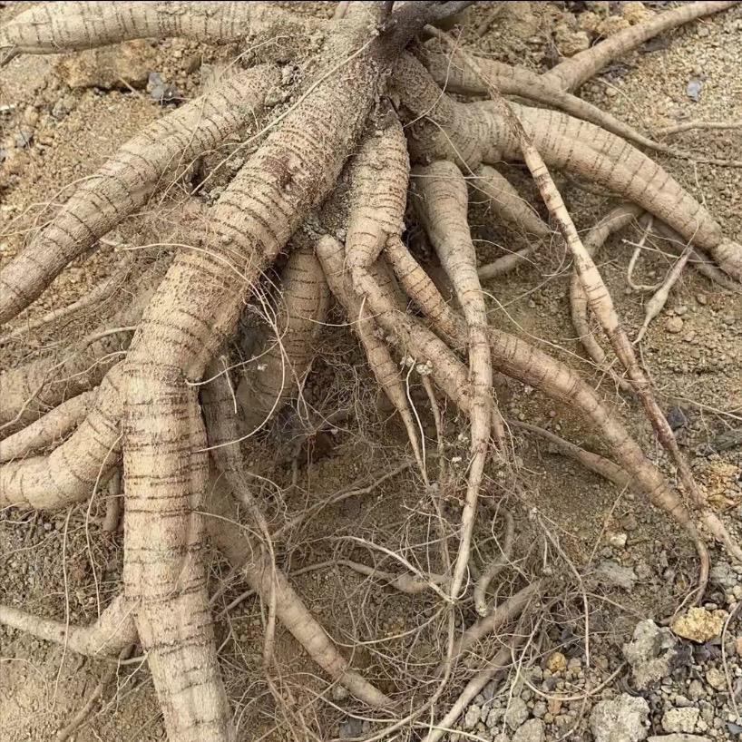 啊佳农产品山货