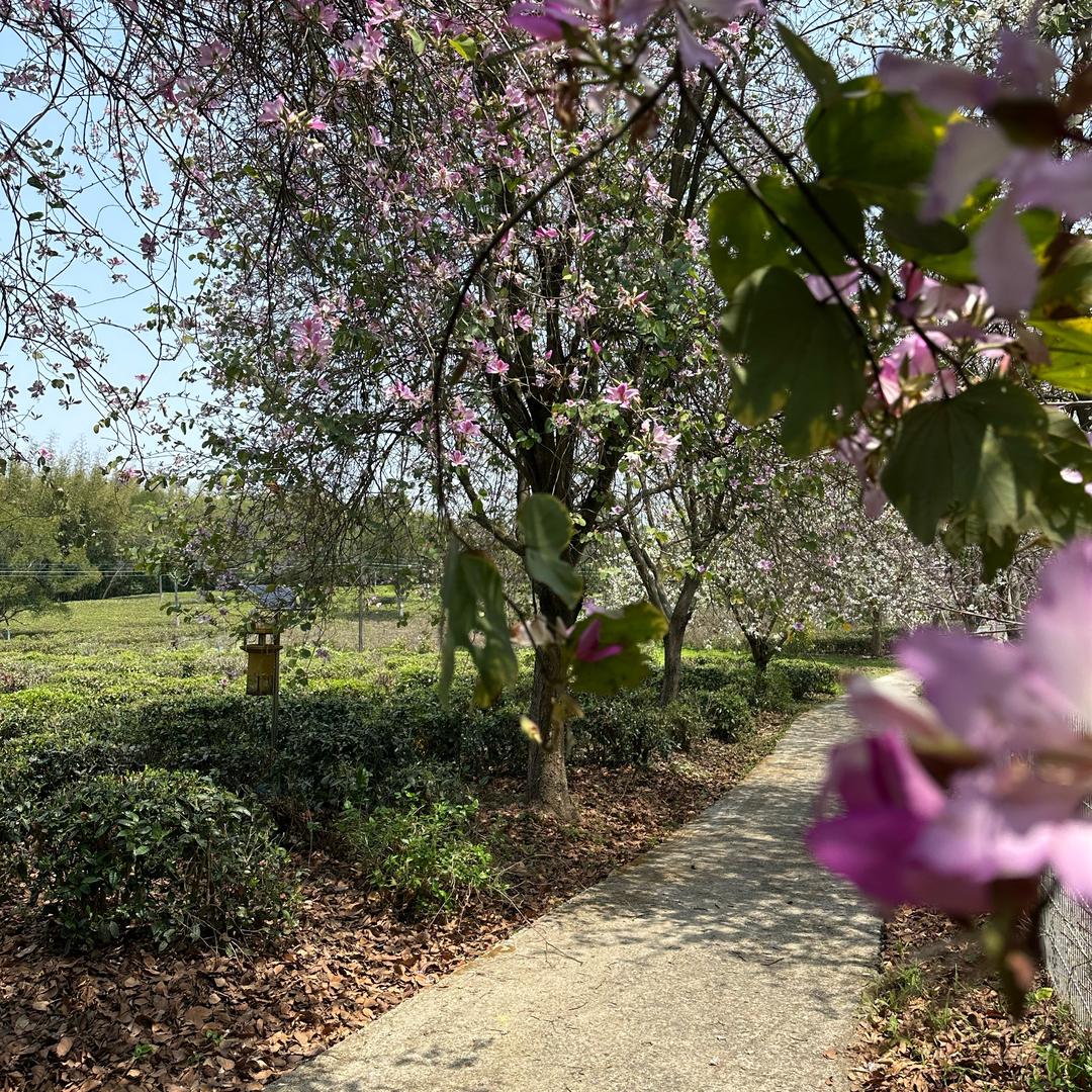 菠萝假日（纯玩旅行）