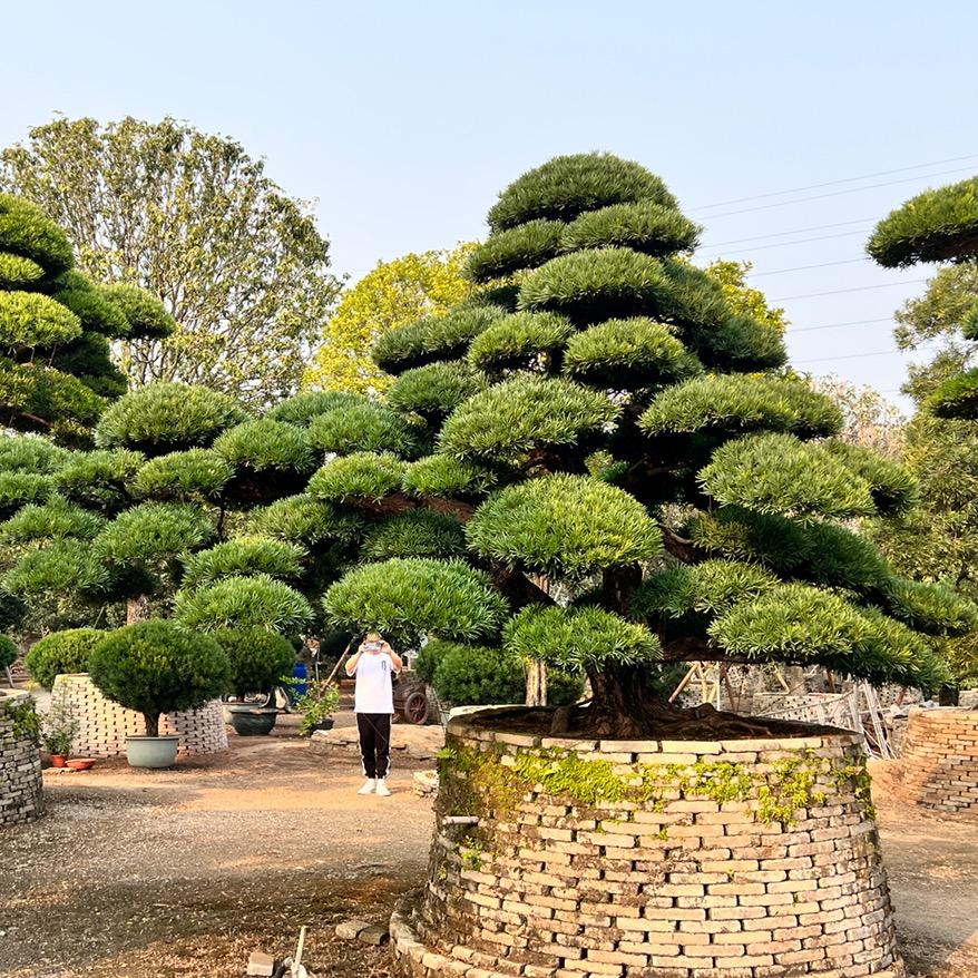 浏阳市国栋苗木种植专业合作社