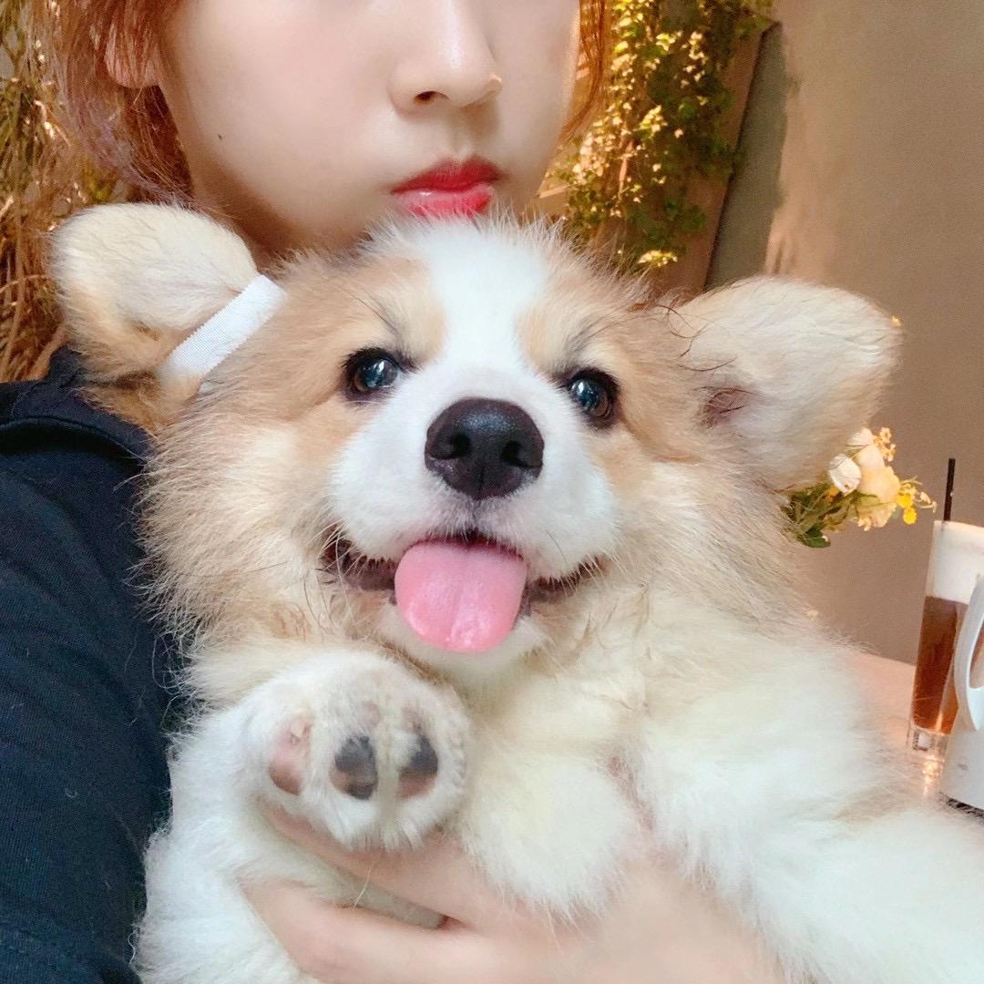 杭州唧唧柯基犬舍gigii277