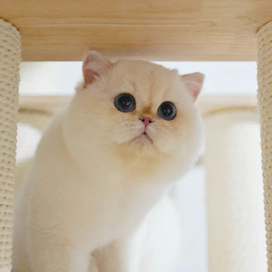 阿文宠物用品供应链