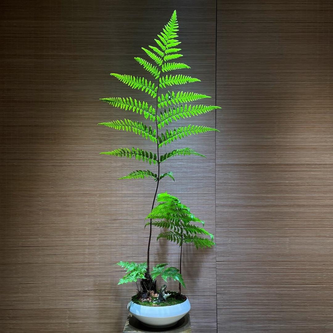蕨定芳华