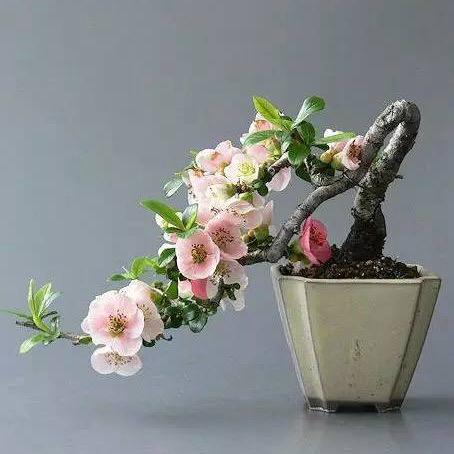 花卷不聪明