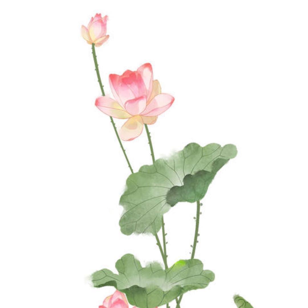红姐家私房粽子
