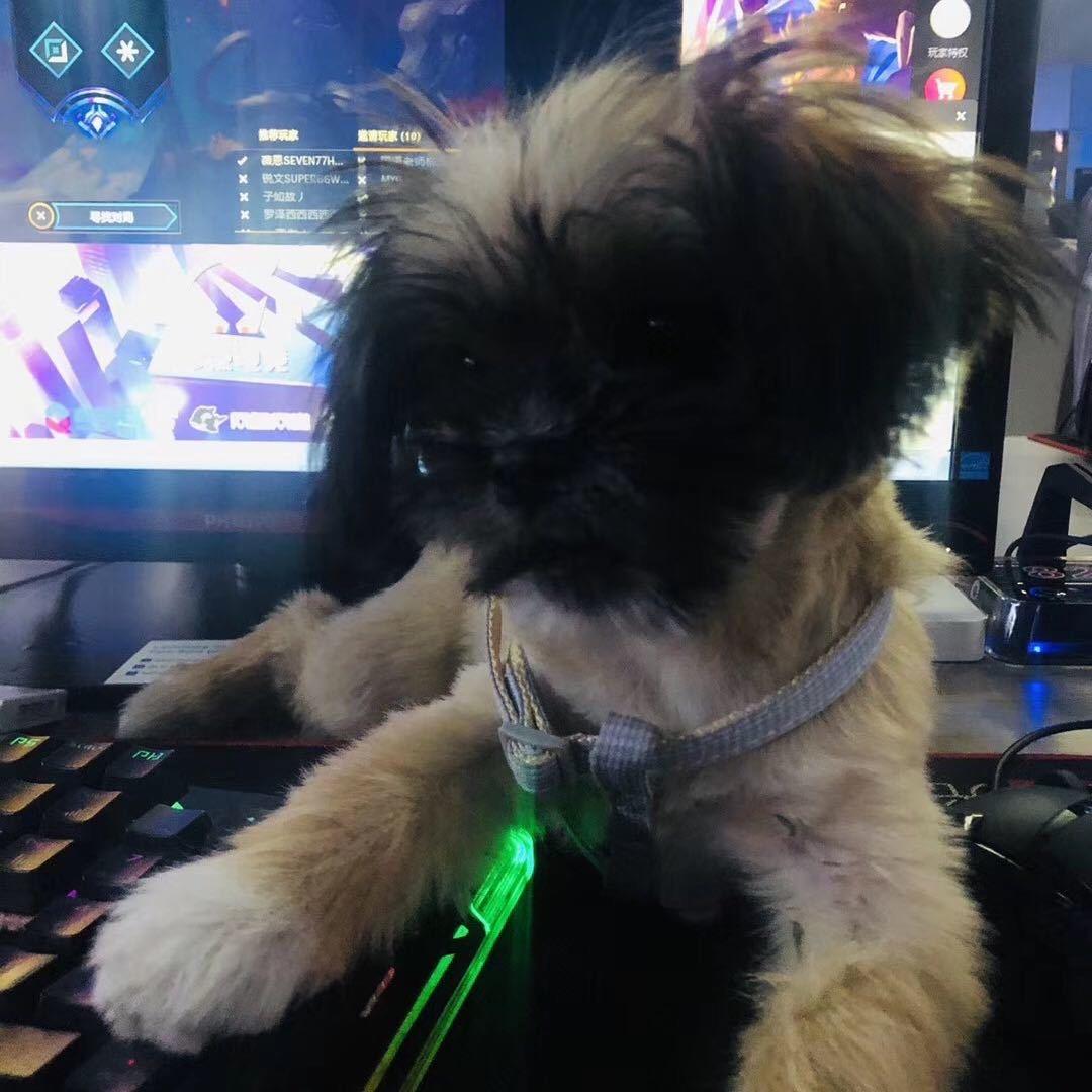 周杰伦的小迷弟