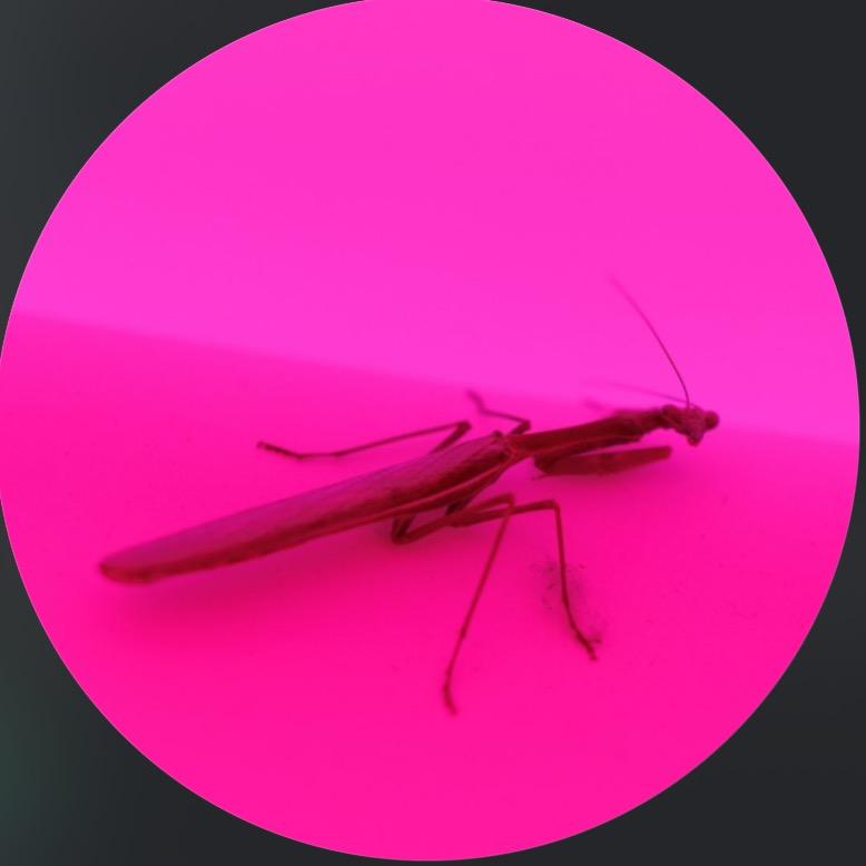 吃菠萝的C