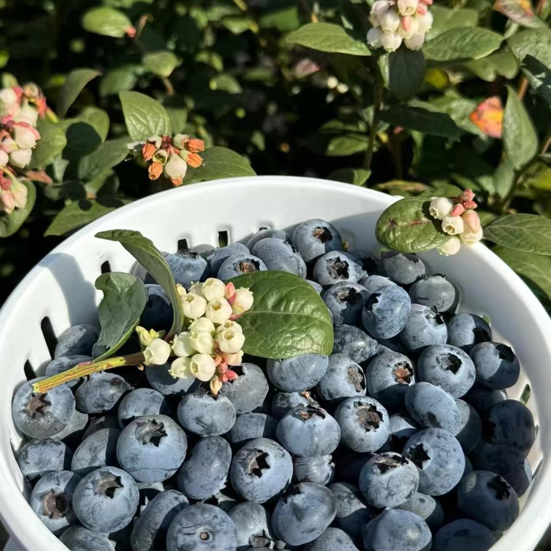 池雨果蔬旗舰店