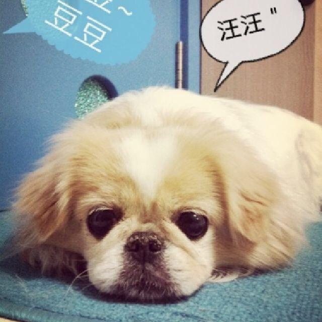 傻不拉几豆儿