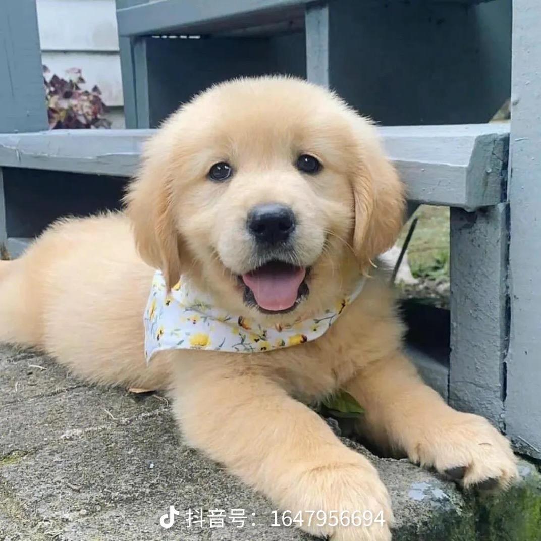 萌宠犬舍金毛